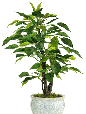 Rostlina