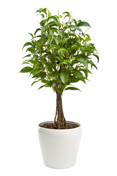 Rostlina